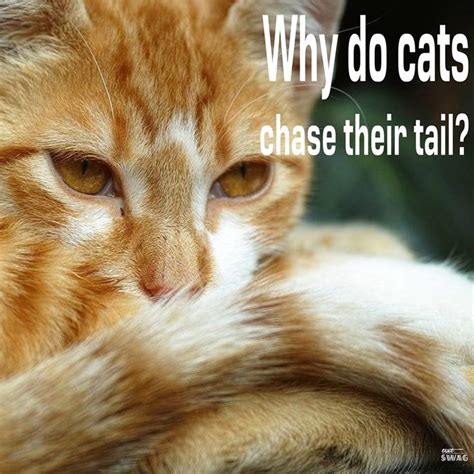 Why do cats chase their tails. Things To Know About Why do cats chase their tails. 